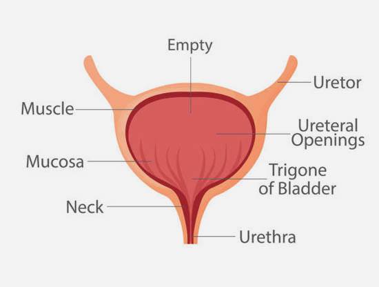 Urodynamics